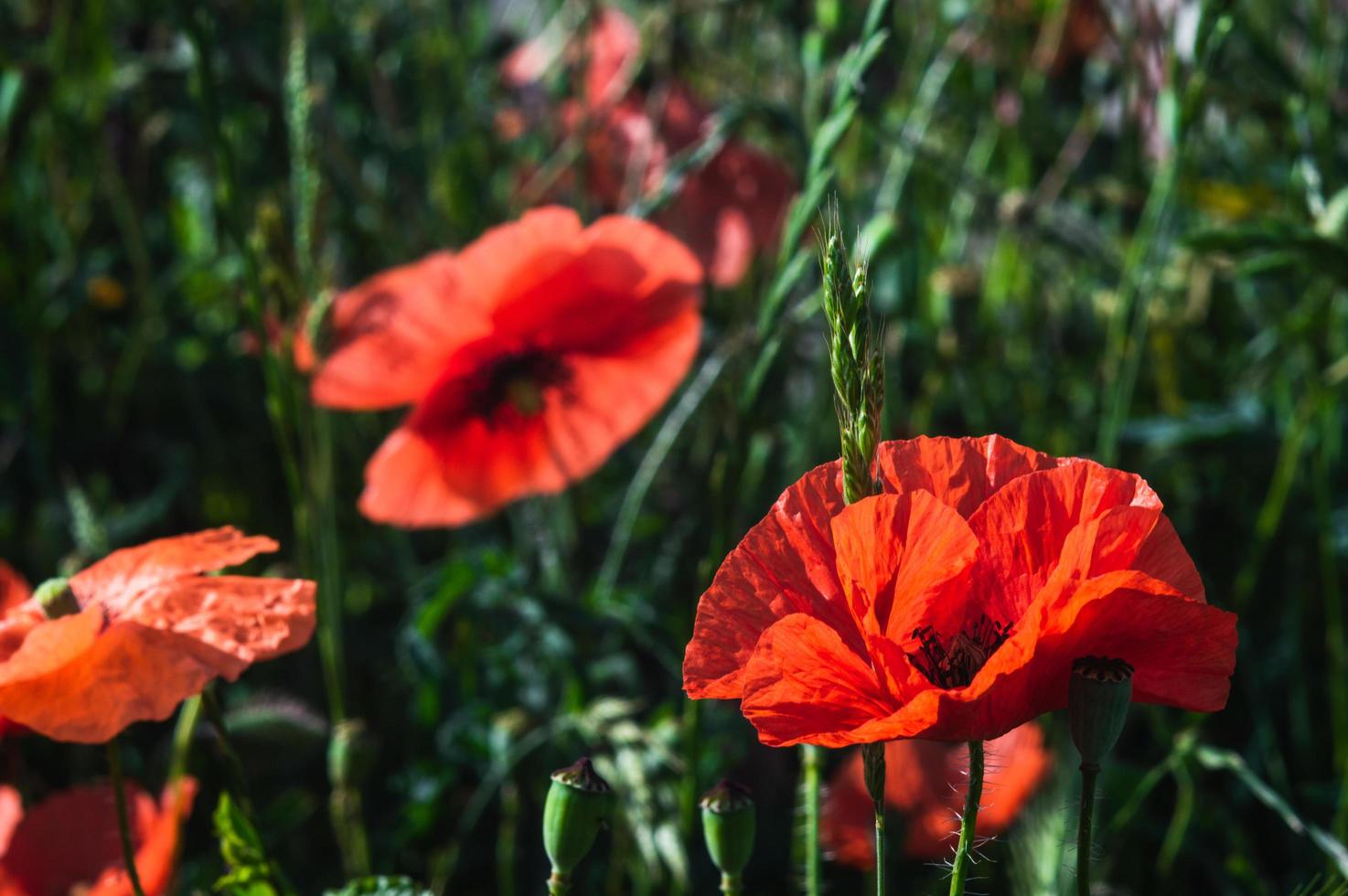 Open bud of red poppy flower in the field photo