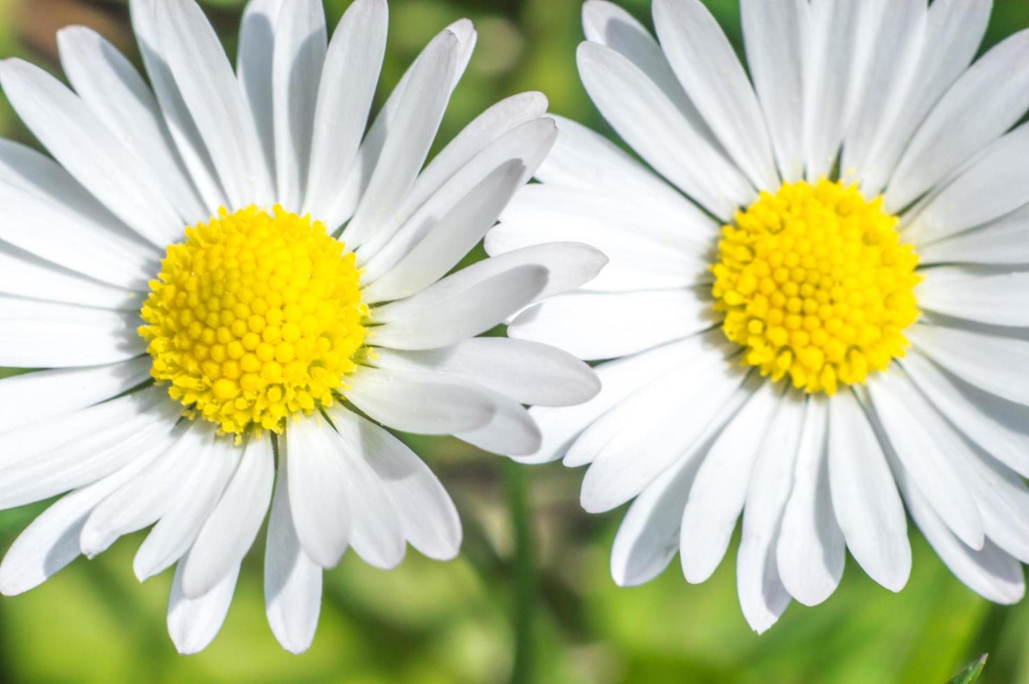 Fotografía macro de pequeñas flores de manzanilla con pétalos blancos foto