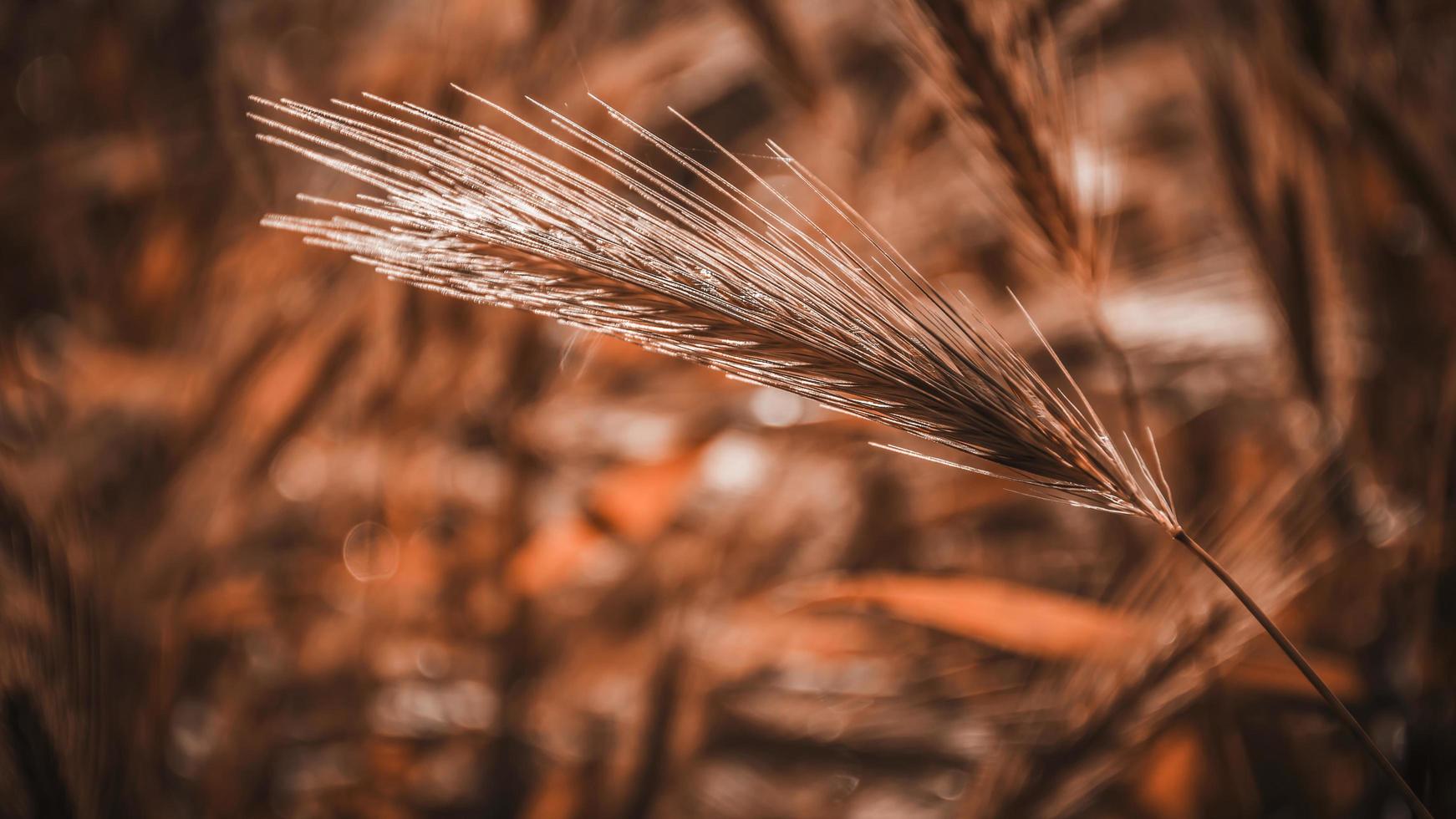 una espiguilla marrón en el campo foto