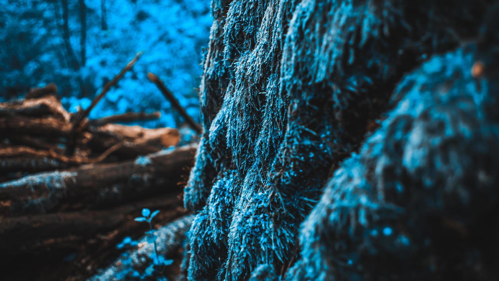 musgo en la corteza del árbol en el bosque foto