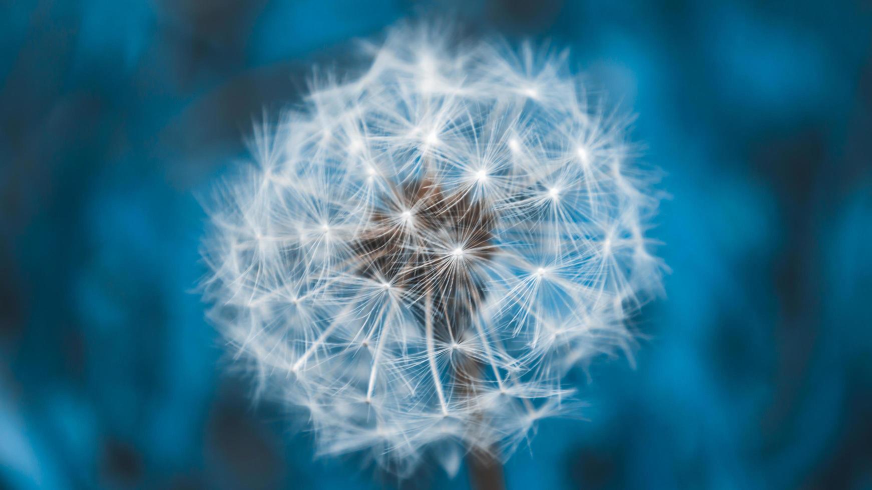 One fluffy white dandelion on blue background with bokeh photo