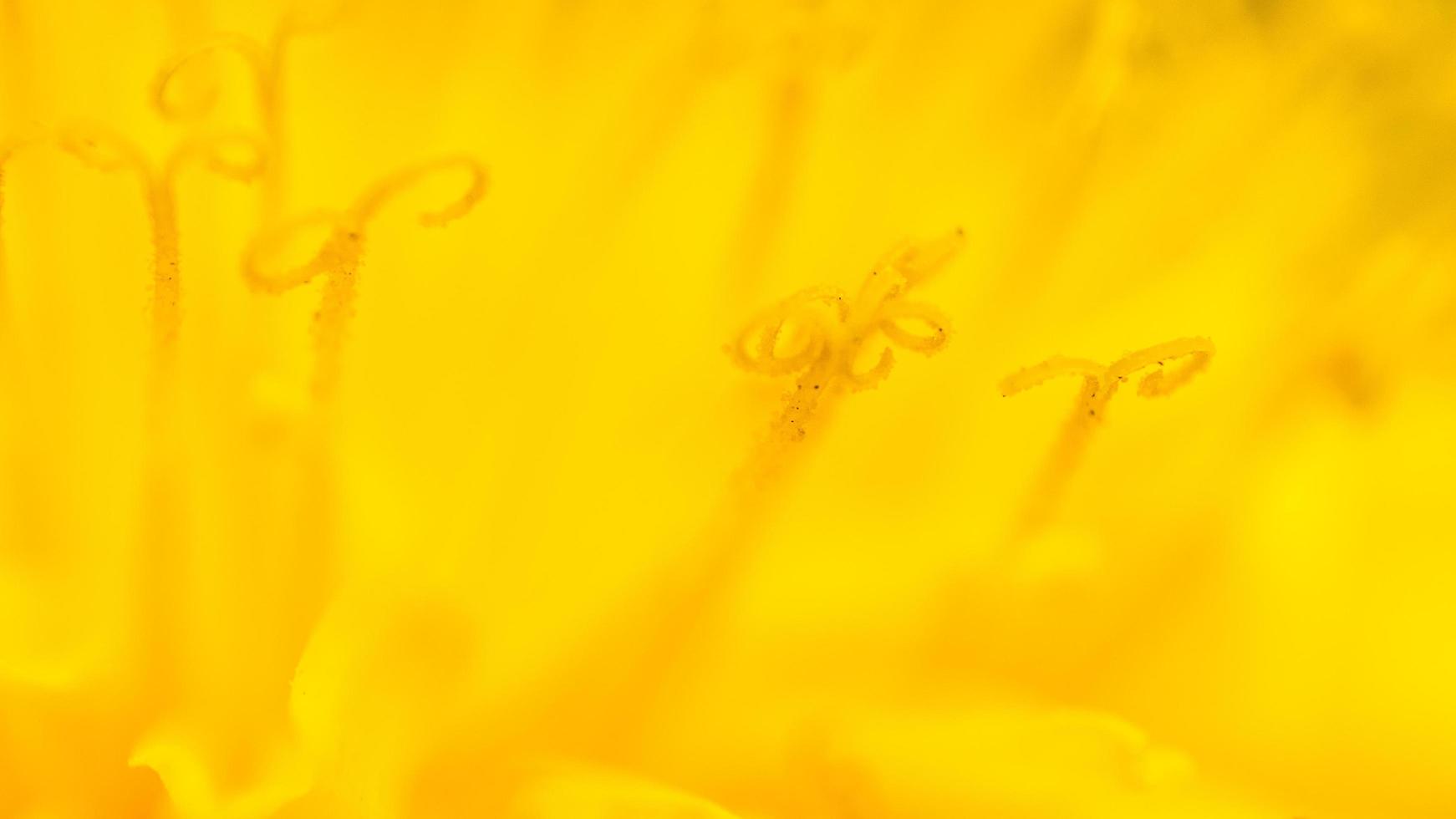 Blurred backgroun from yellow dandelin in macro photo