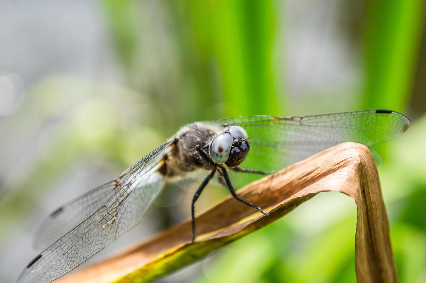 White dragonfly on leaf of grass in macro photo