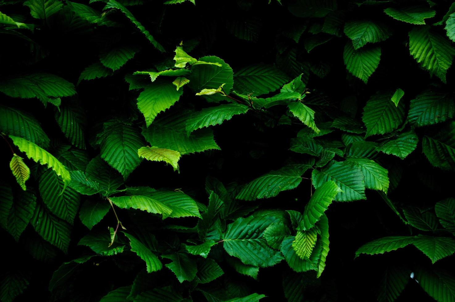 Background from green leaves Full Frame Shot Of Plants photo