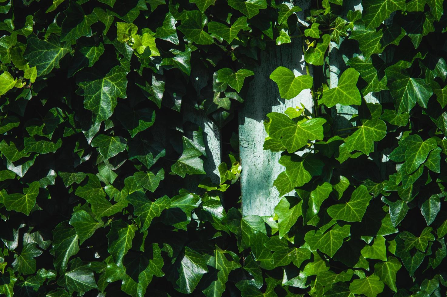 Background from green leaves photo