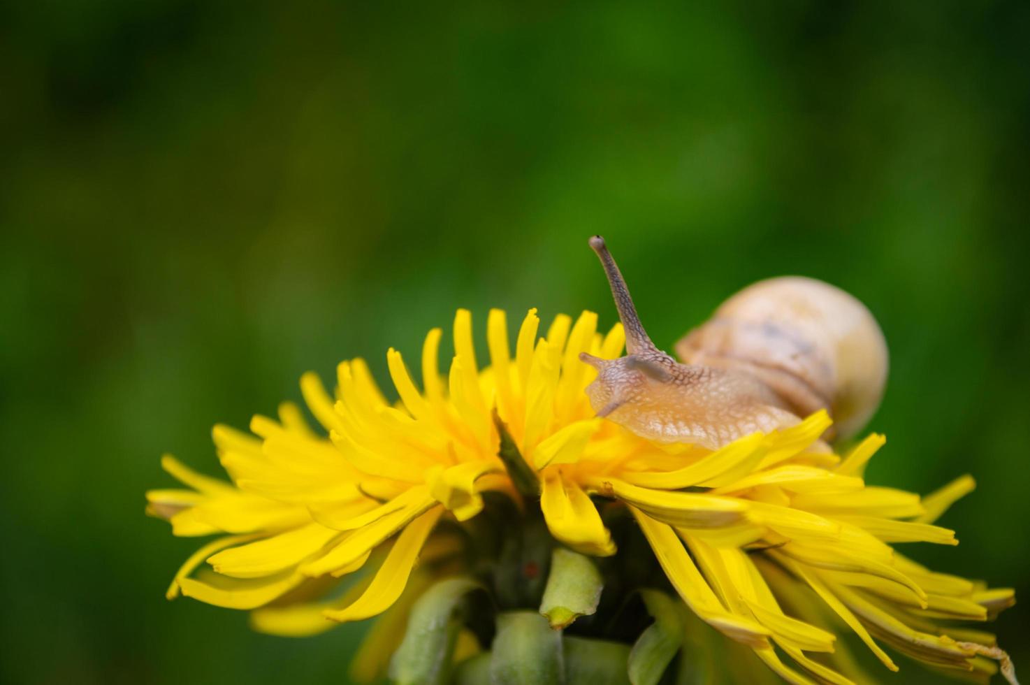 Burgundy snail on the  yellow dandelion in a natural environment photo