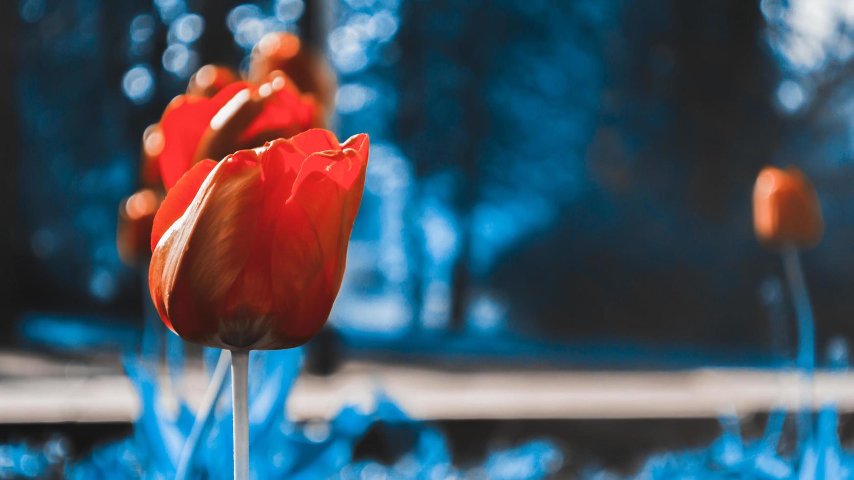 Red tulip in the garden on background from trees photo