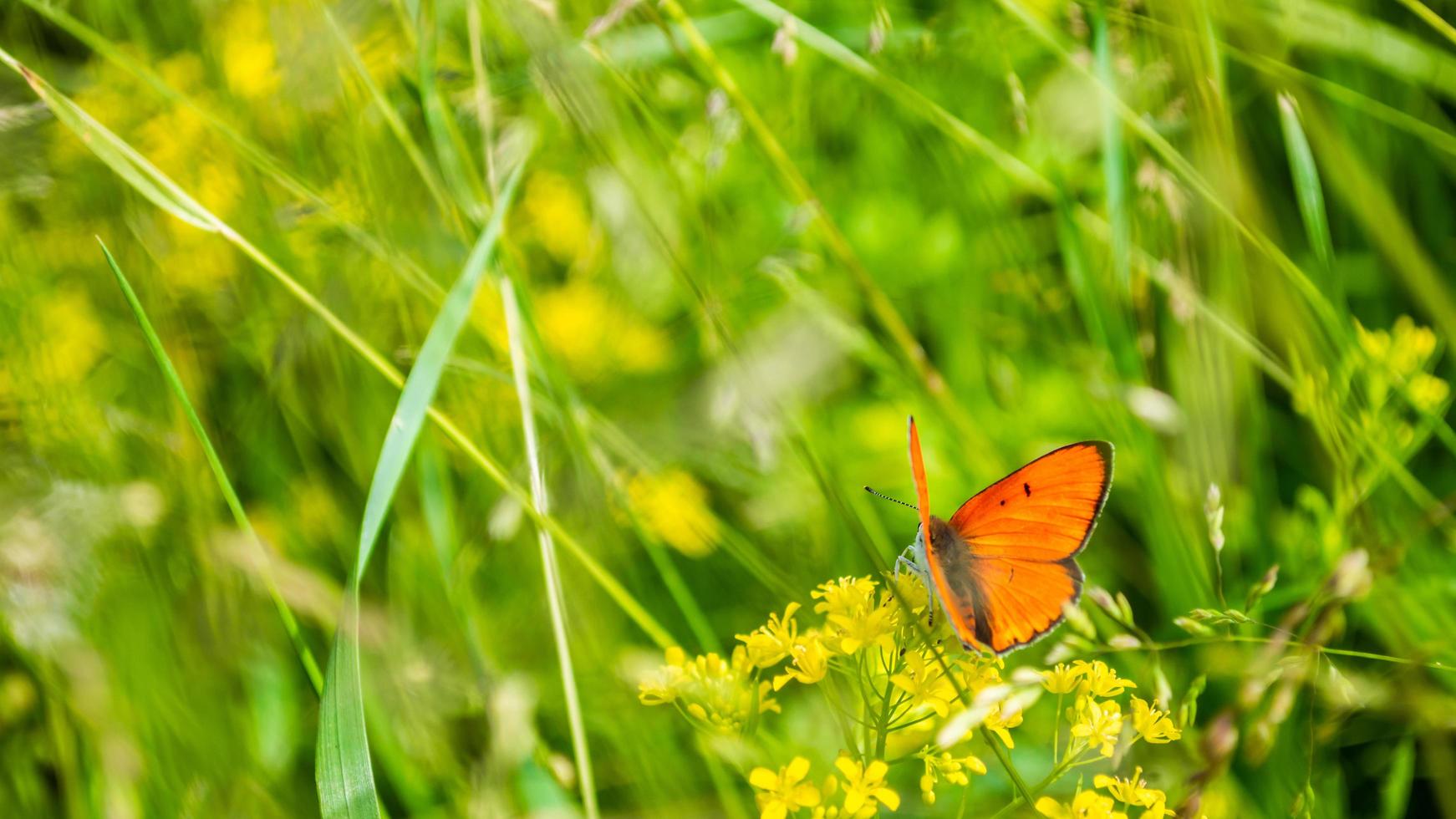 Orange butterfly with opened wings in grass photo