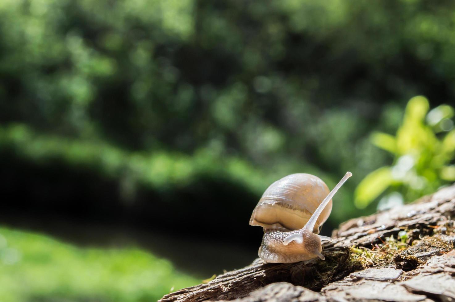 Wild little snail closeup in the green forest with blurred background photo