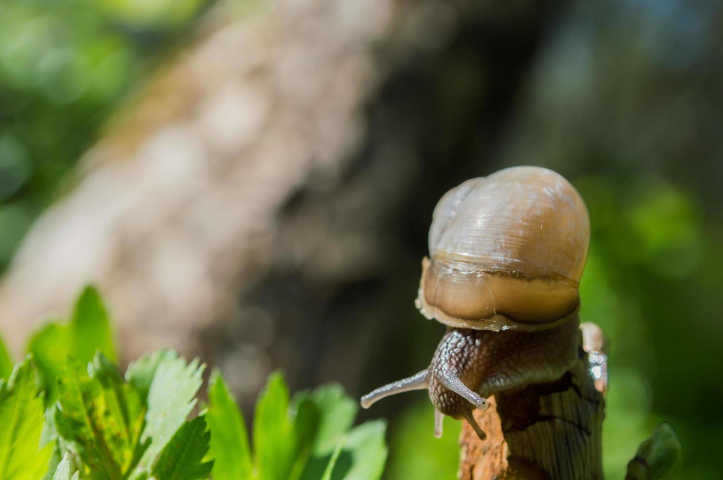 Wild little snail closeup in the green forest with blurred background photo