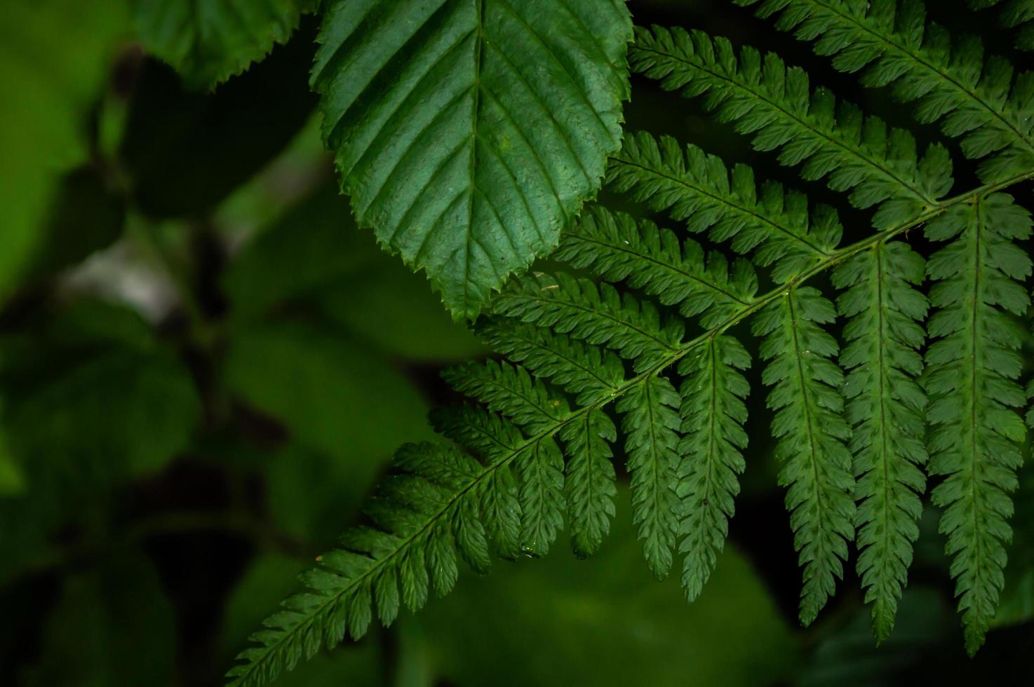 Background from green leaves Full Frame Shot Of Plants photo