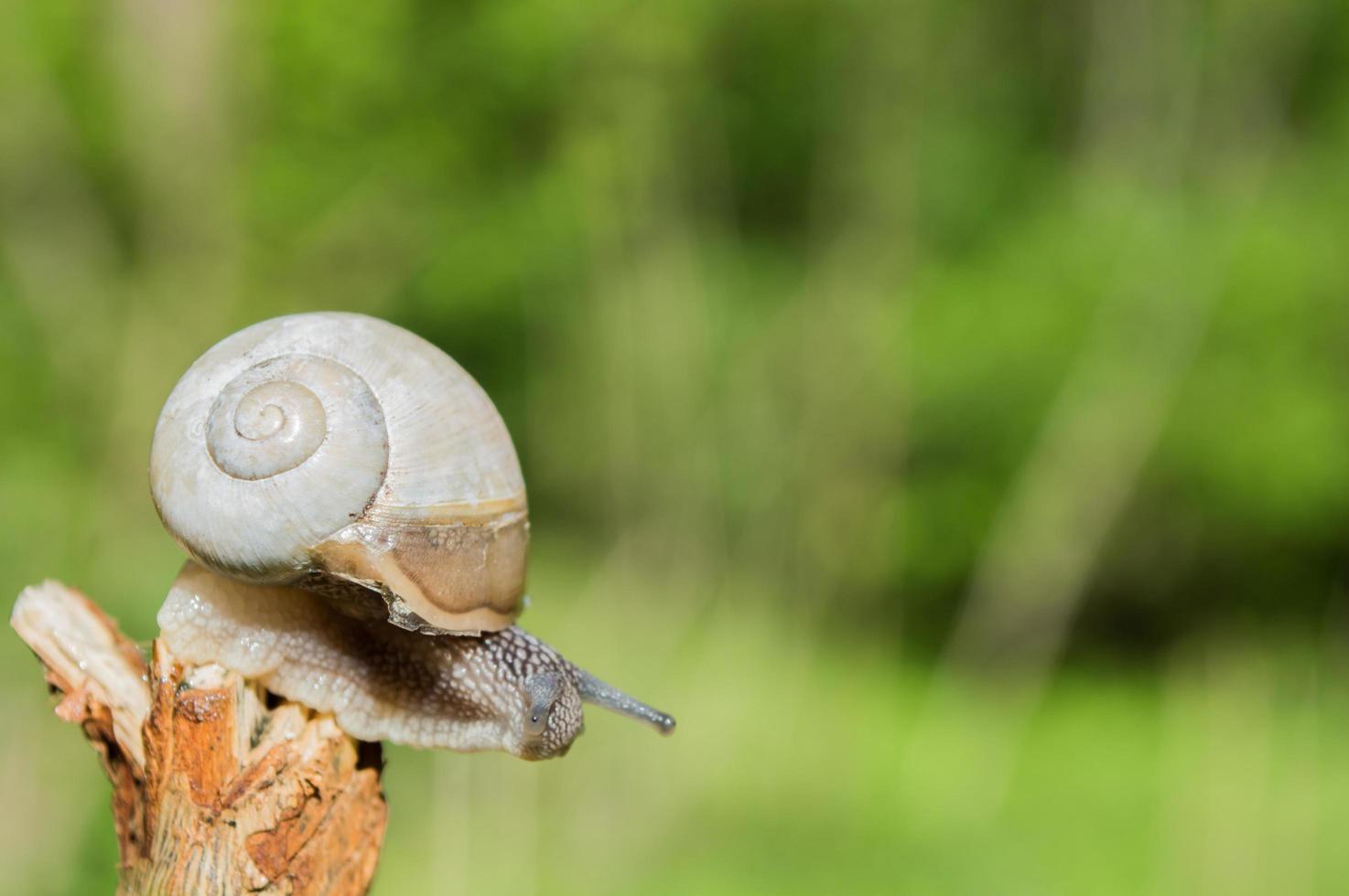 Primer plano de caracol pequeño salvaje en el bosque verde con fondo borroso foto