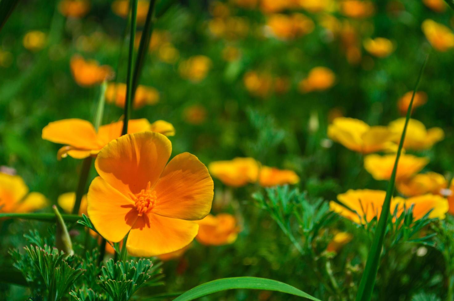 Field of California Golden Poppy photo