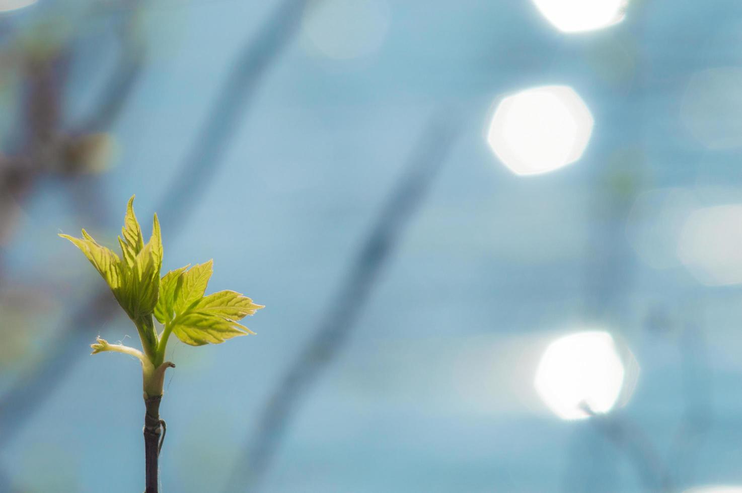 First green leaves on branch with hexagon bokeh photo