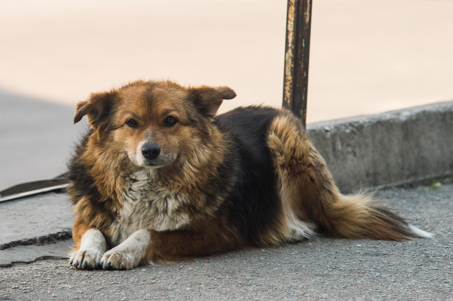 Cute dog lies on the pavement photo