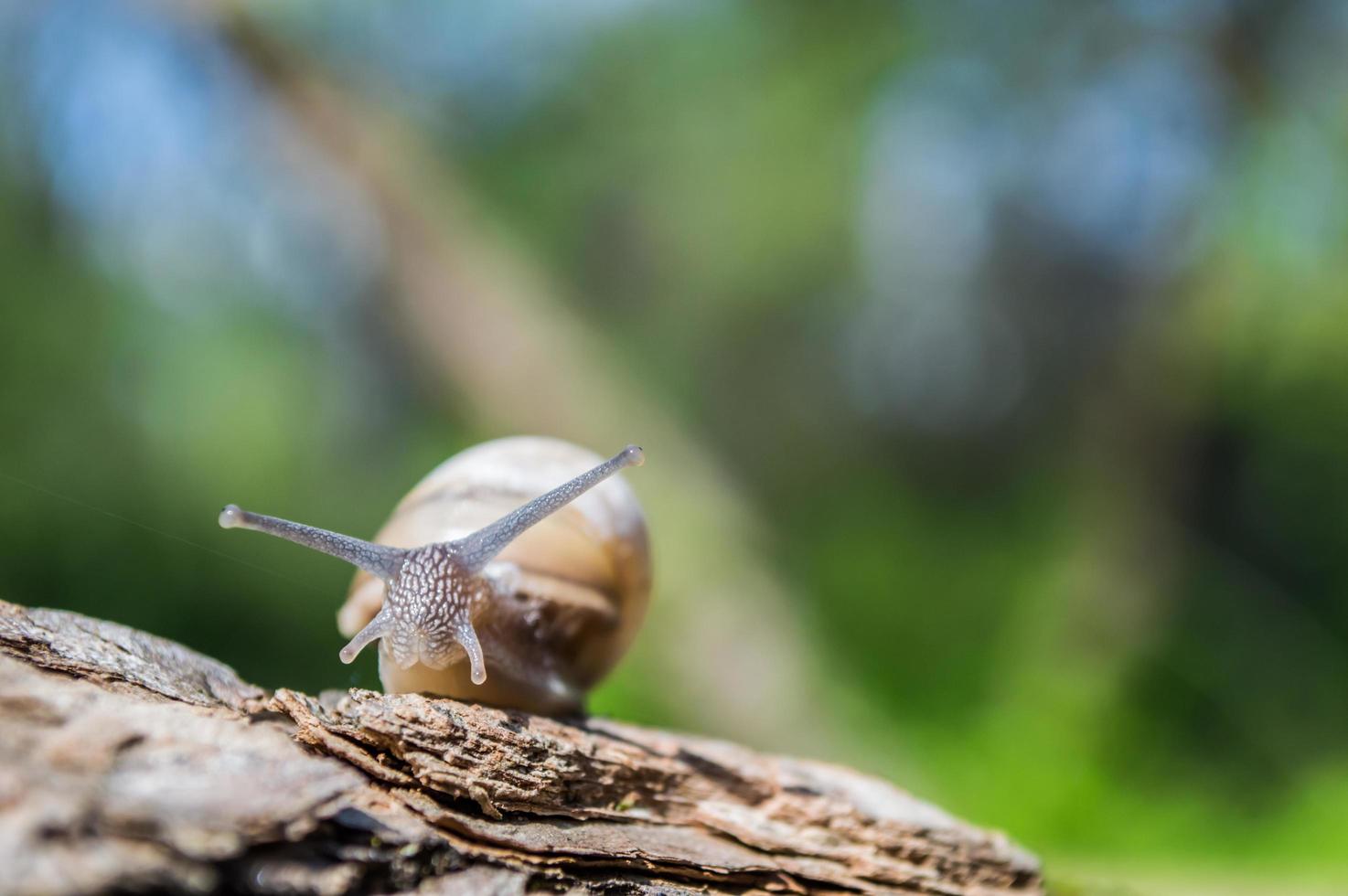 pequeño caracol en la rama de un árbol bajo el sol foto