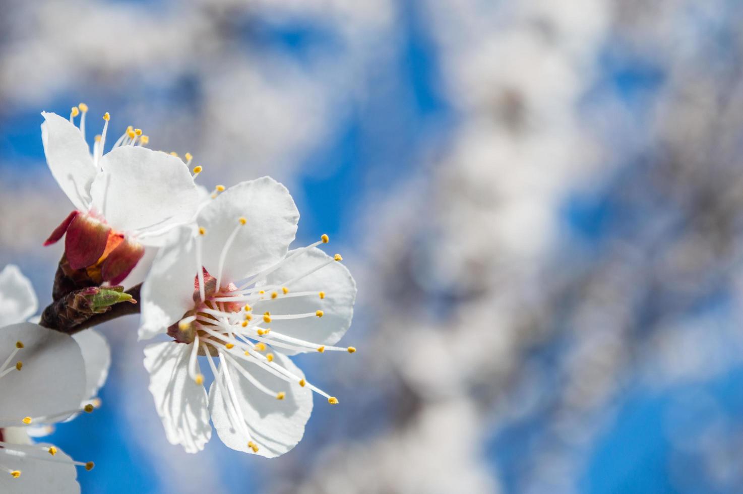 flores de albaricoque con pétalos blancos y rosas foto