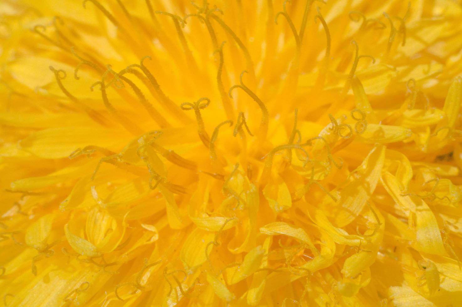 Flower of yellow dandelion in macro photo