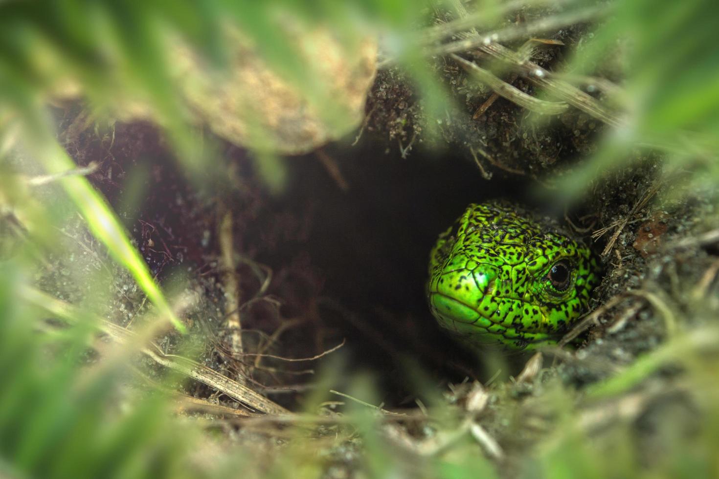 Face of green lizard with eye in macro photo