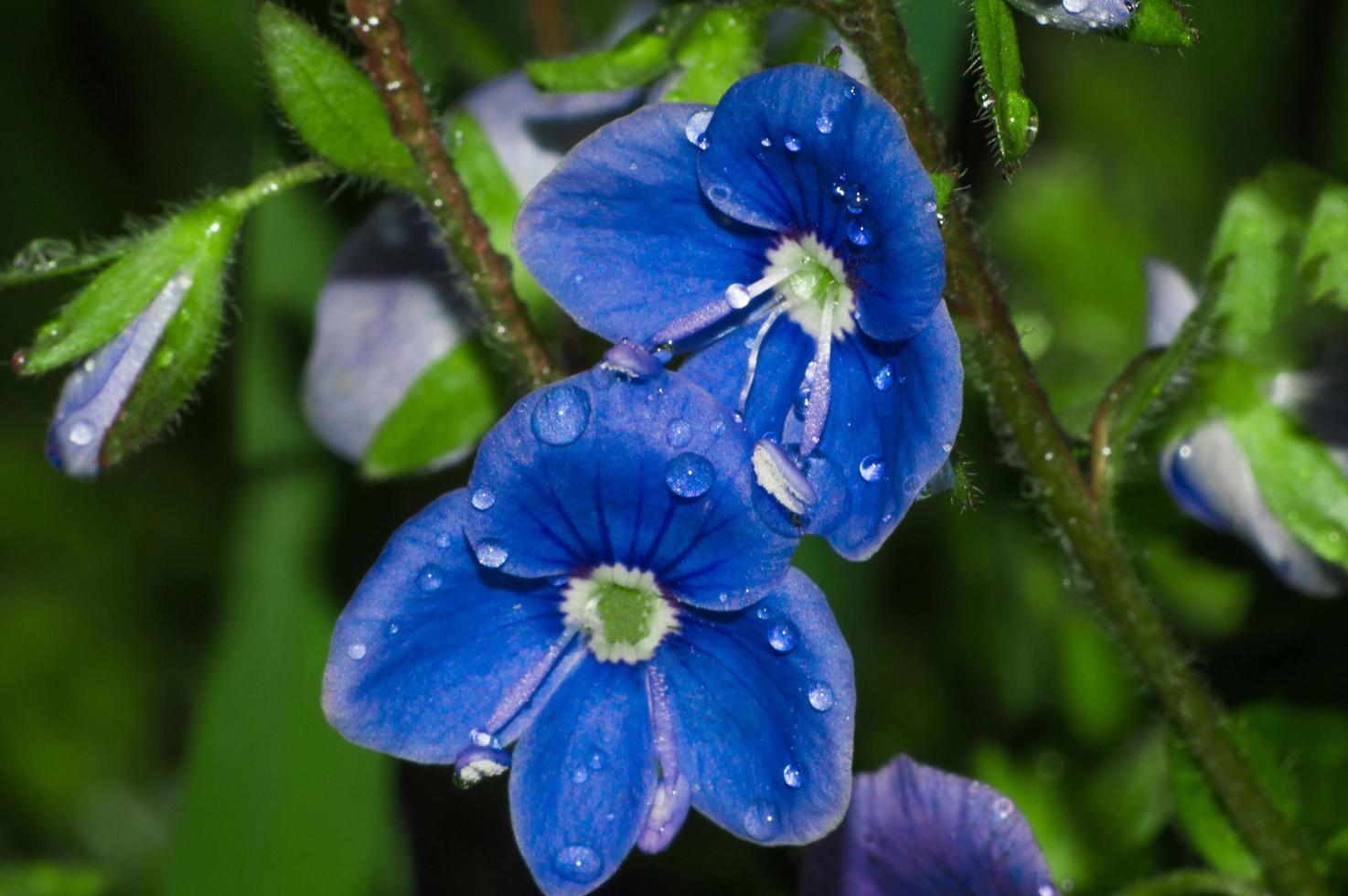 Blue flower of Speedwell or Veronica with drops of water closeup Flowers after rain in green blurred background from grass photo