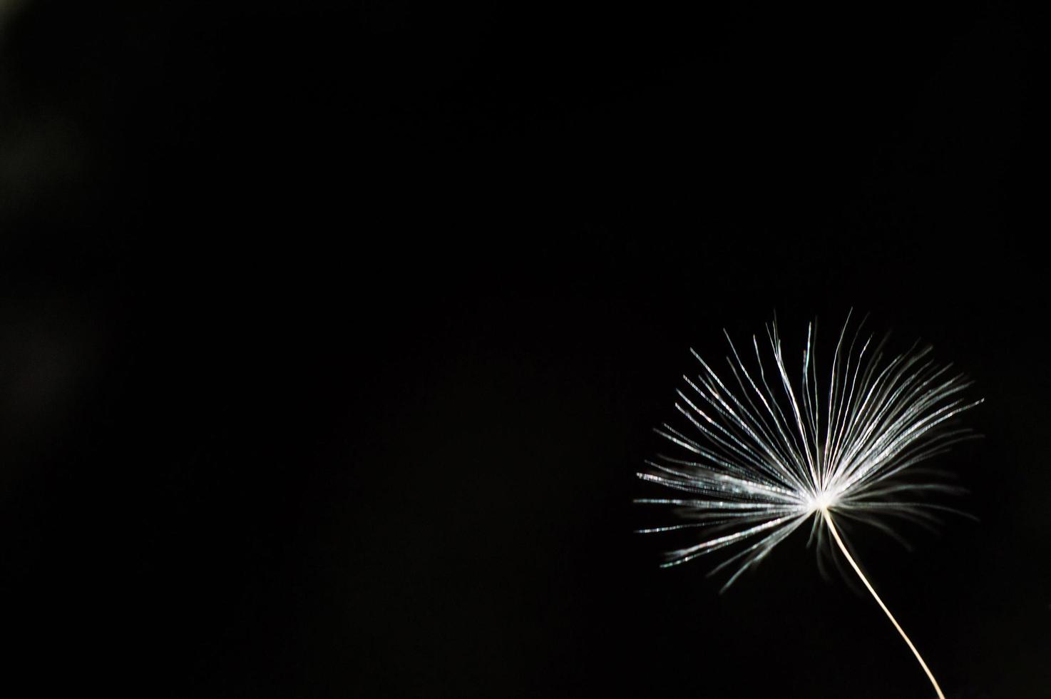 White dandelion fluff in macro with bokeh photo