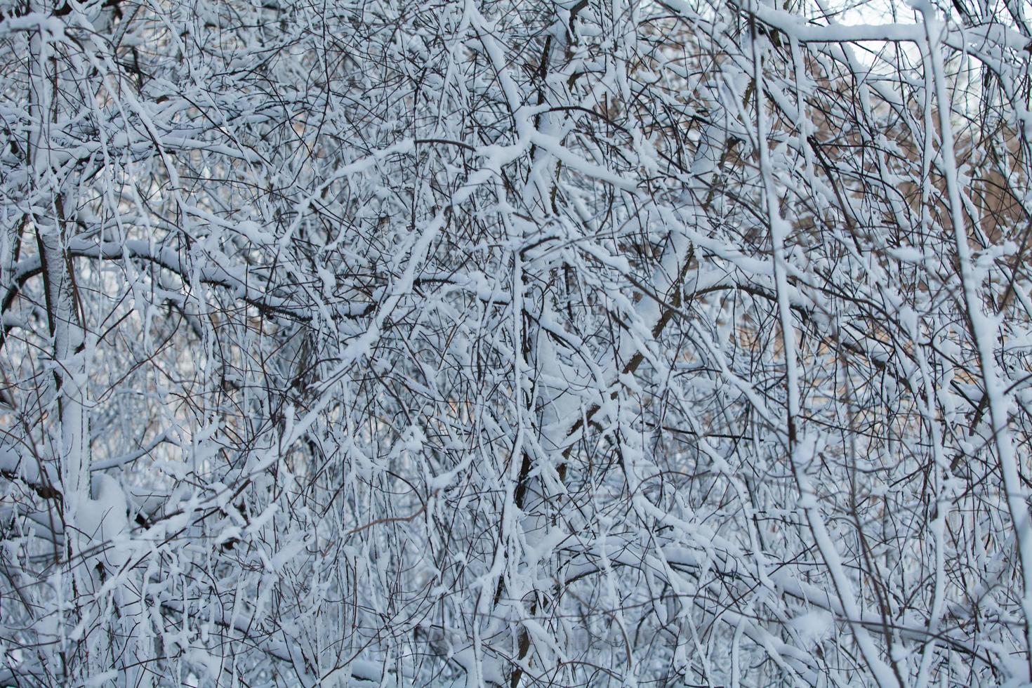 Fluffy white snow on branches photo