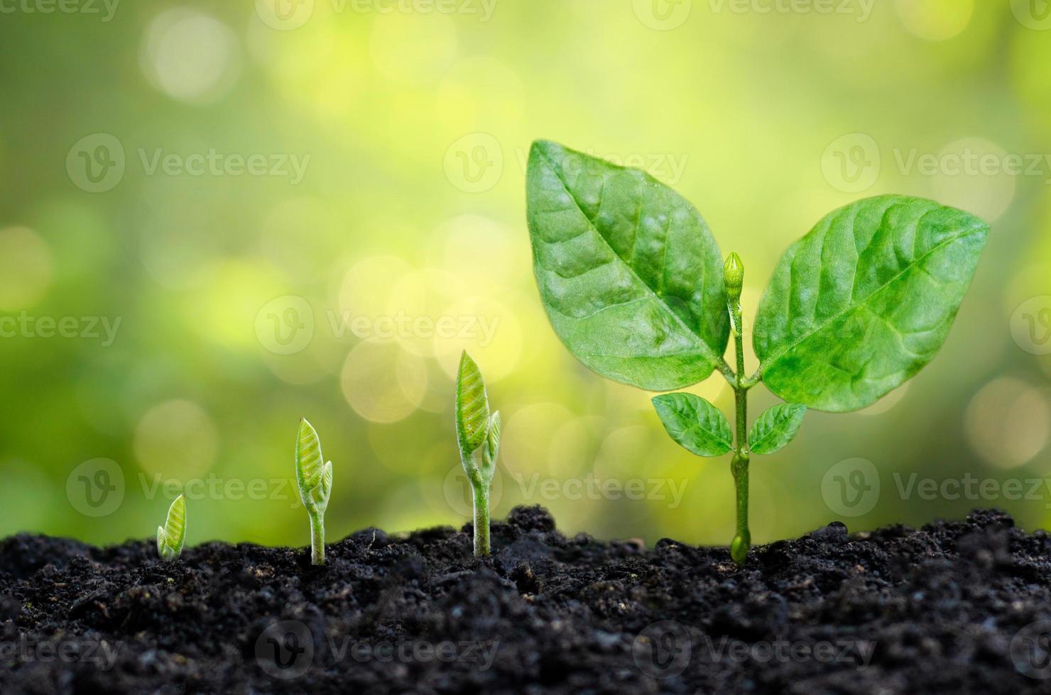 Tree sapling sprout in soil with sunset close-up photo