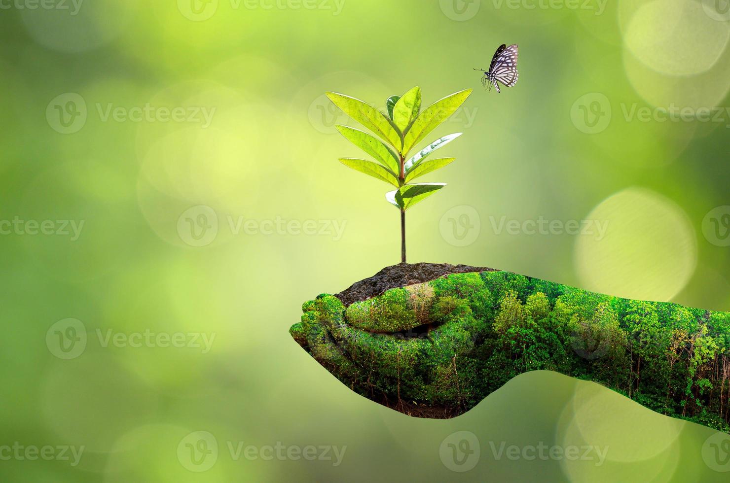 Female hand holding tree on nature background photo