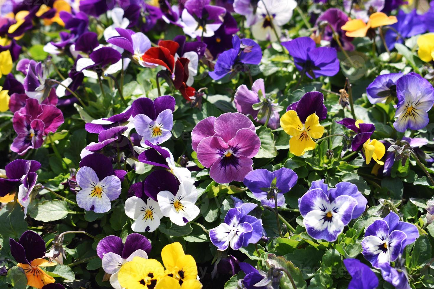 Spring and summer flowers photo