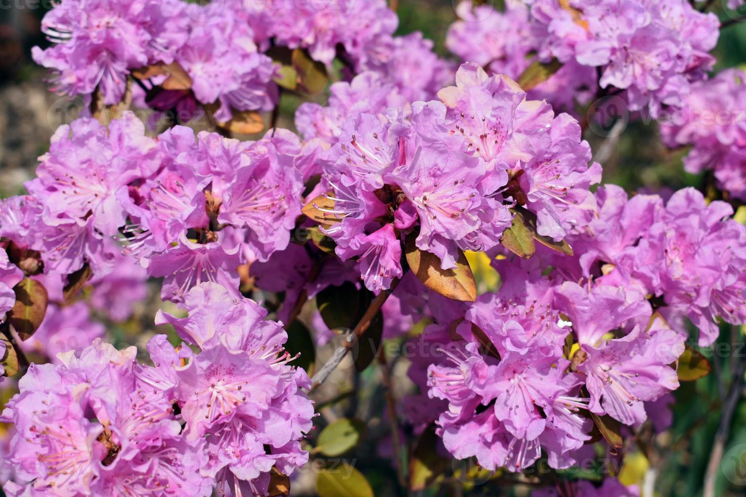 Spring and summer flowers photo