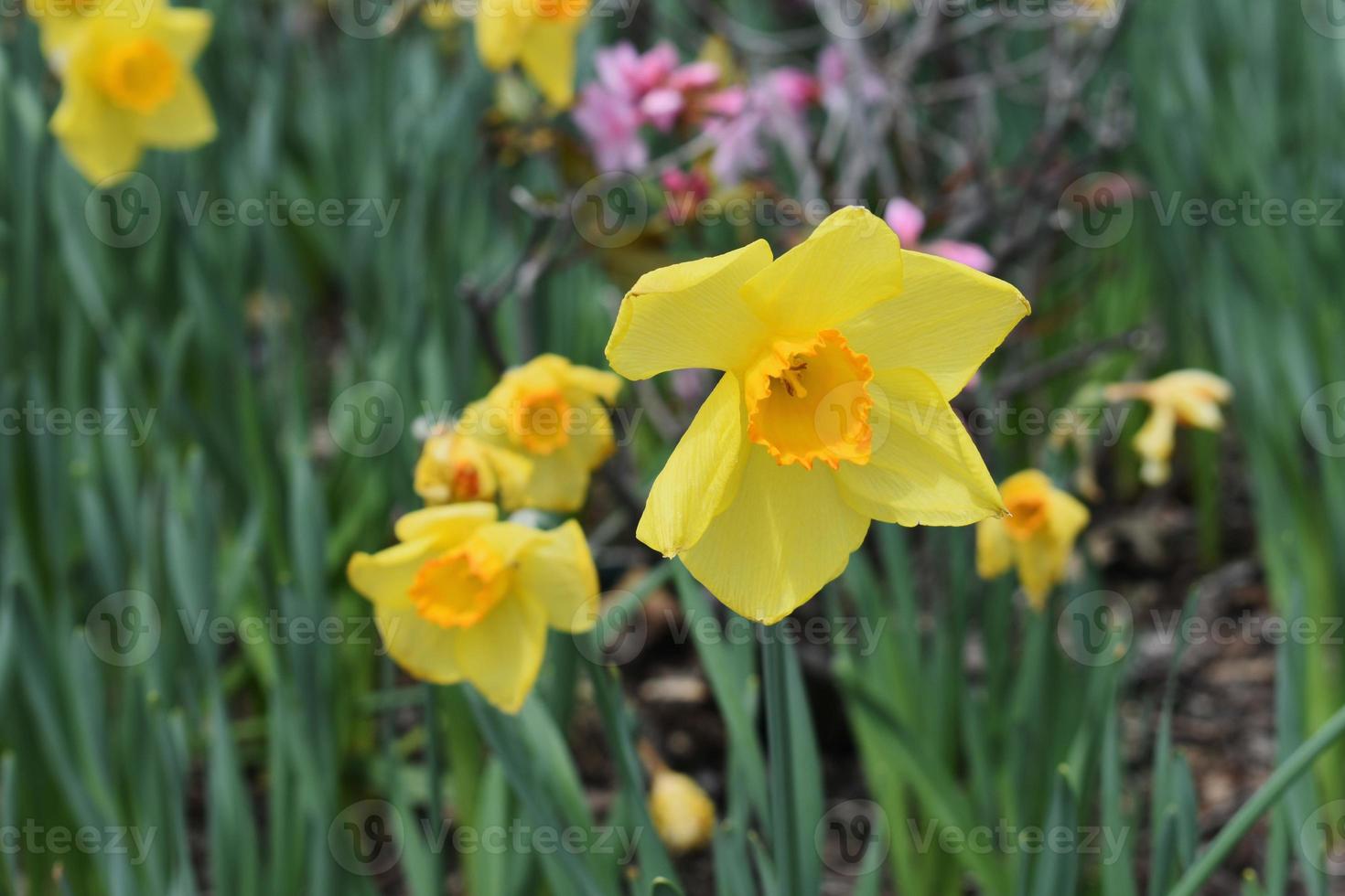 Spring and summer flowers photo