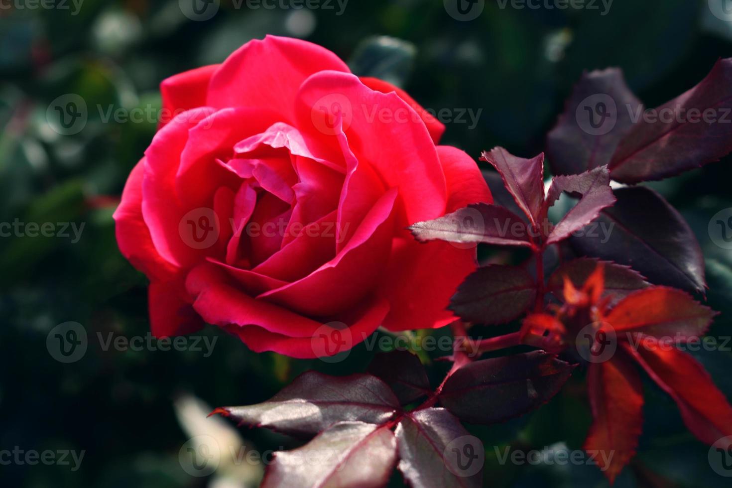 Closeup of a beautiful single red rose photo