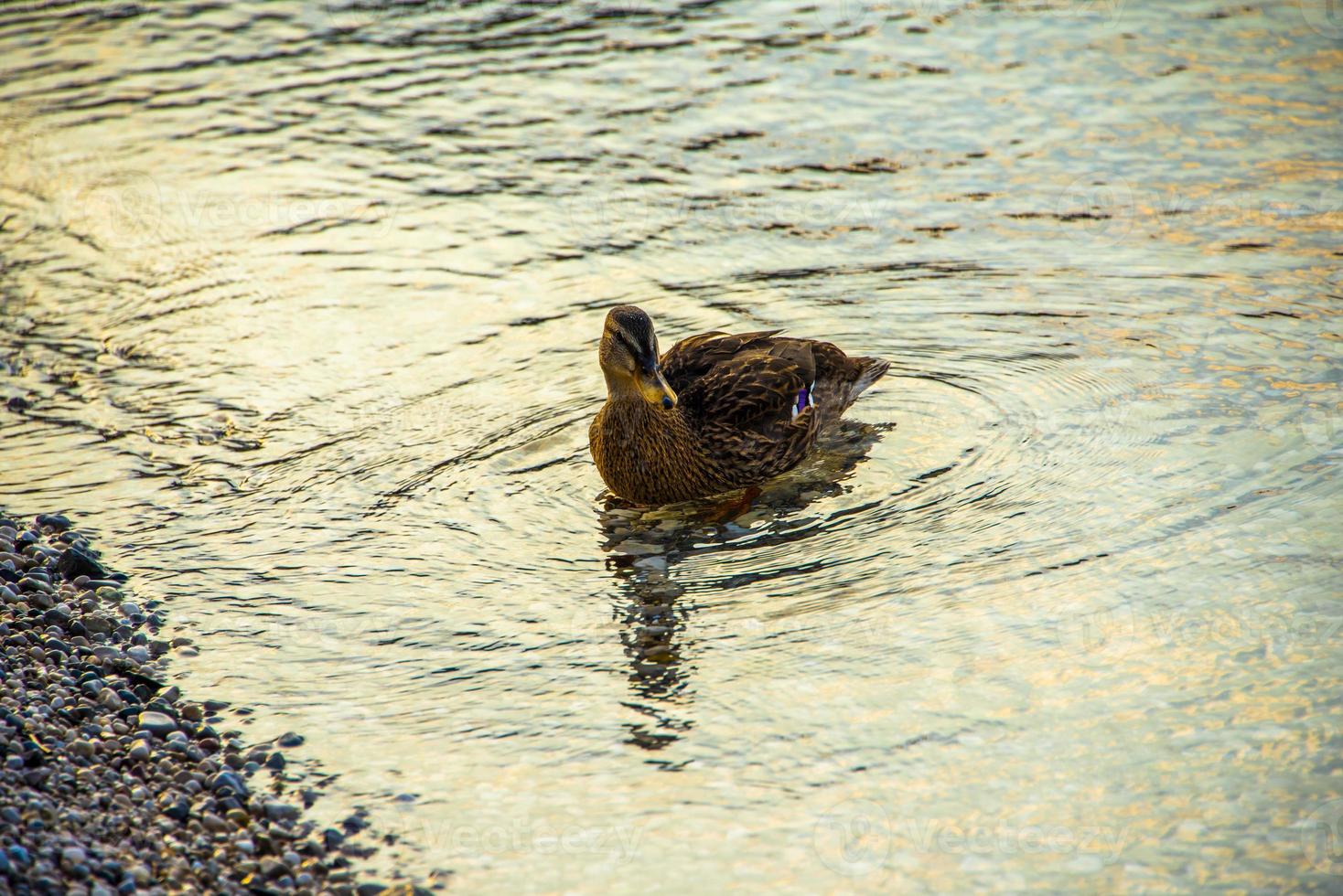 Pato en las plácidas aguas del lago de Garda en Riva del Garda, Trento, Italia foto