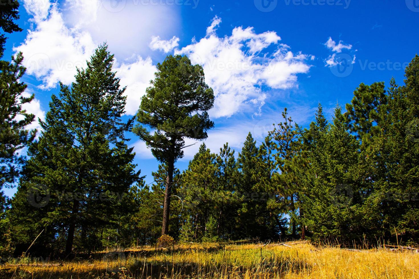 Summer day in Chautauqua Park in Boulder, Colorado photo