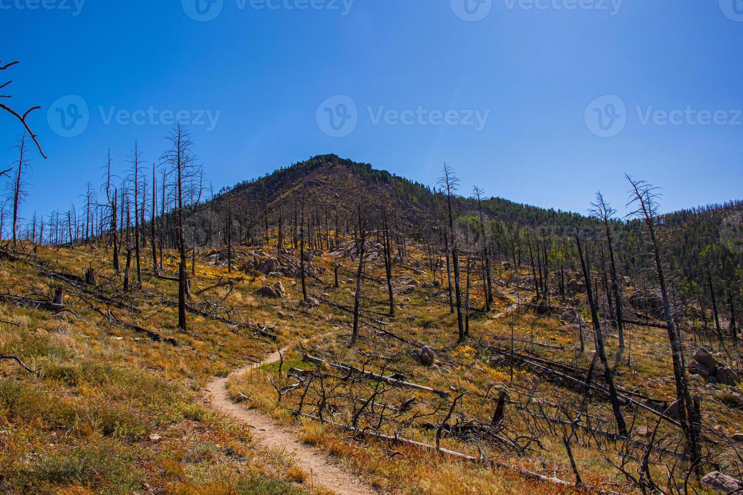 Path through the trees devastated by a forest fire in Chautauqua Park in Boulder, Colorado photo