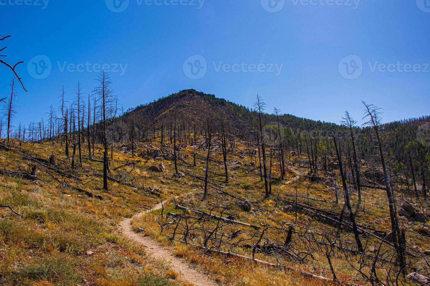 Camino a través de los árboles devastados por un incendio forestal en el parque Chautauqua en Boulder, Colorado foto