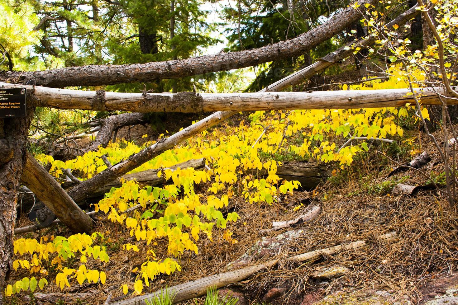 bosque, en, chautauqua, parque, en, boulder, colorado foto