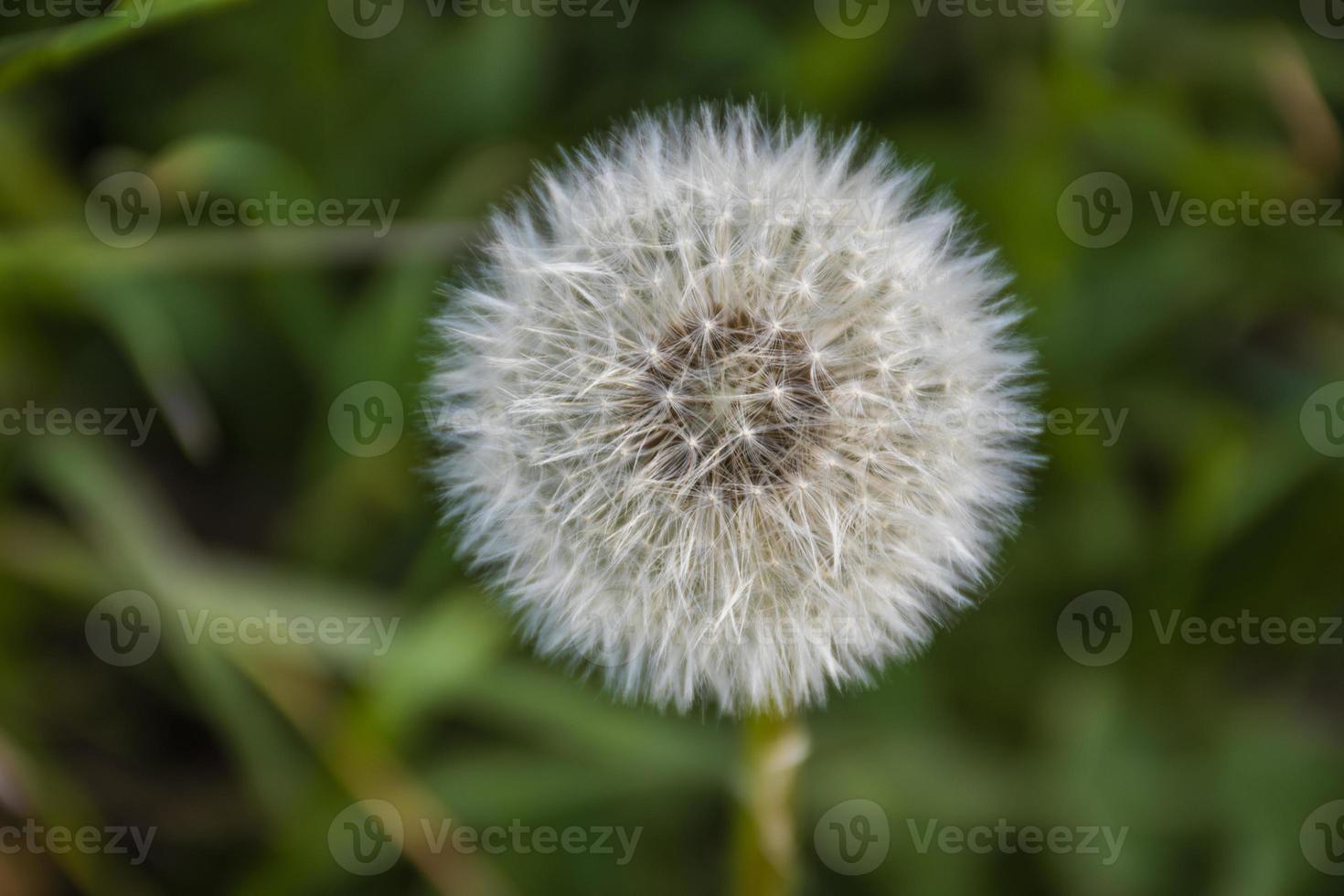 Primer plano de diente de león a principios de la primavera foto