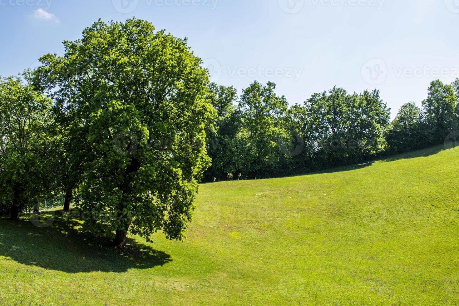 Green lawn with trees photo