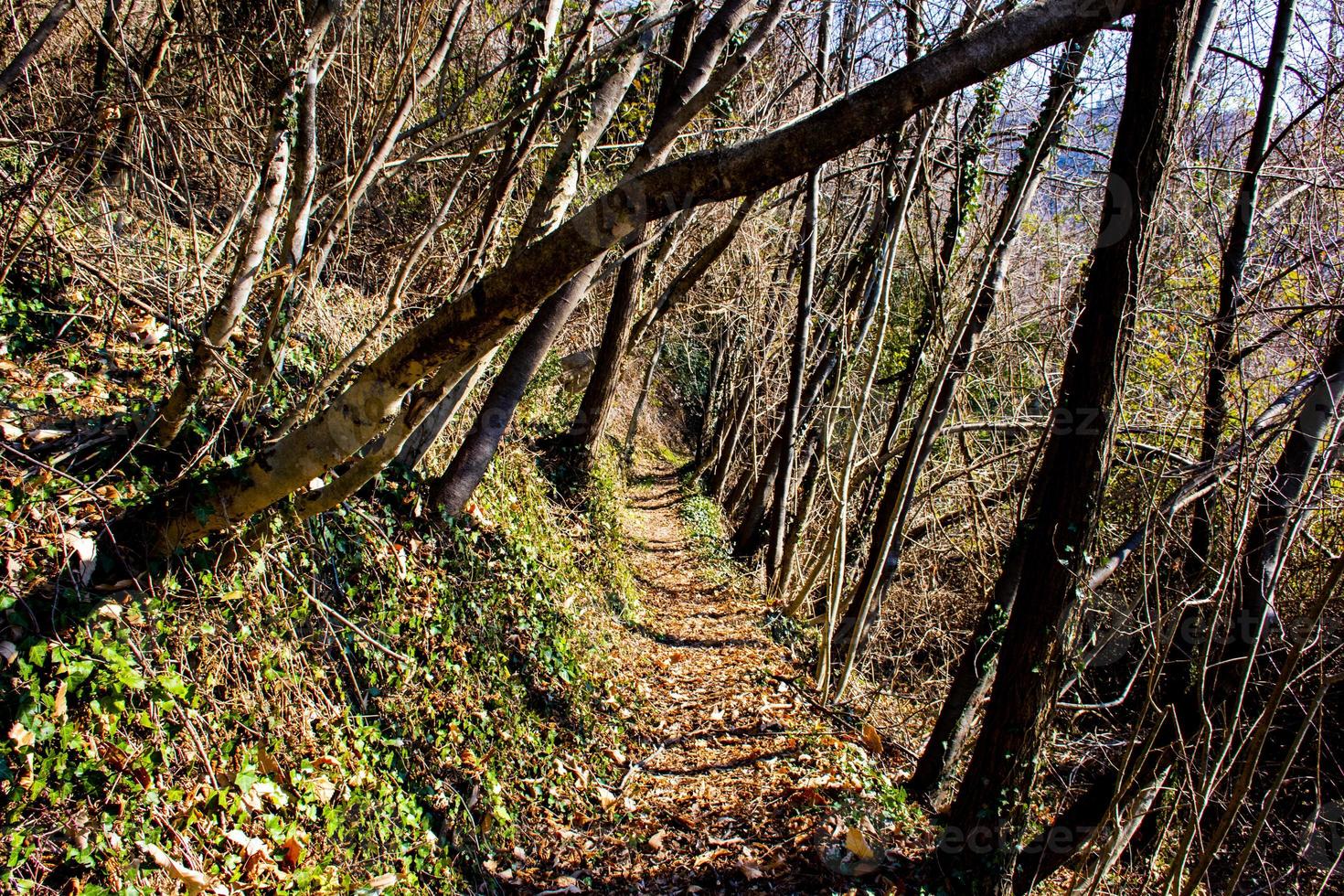 Camino en las colinas de Lusiana en la provincia de Vicenza, Italia foto