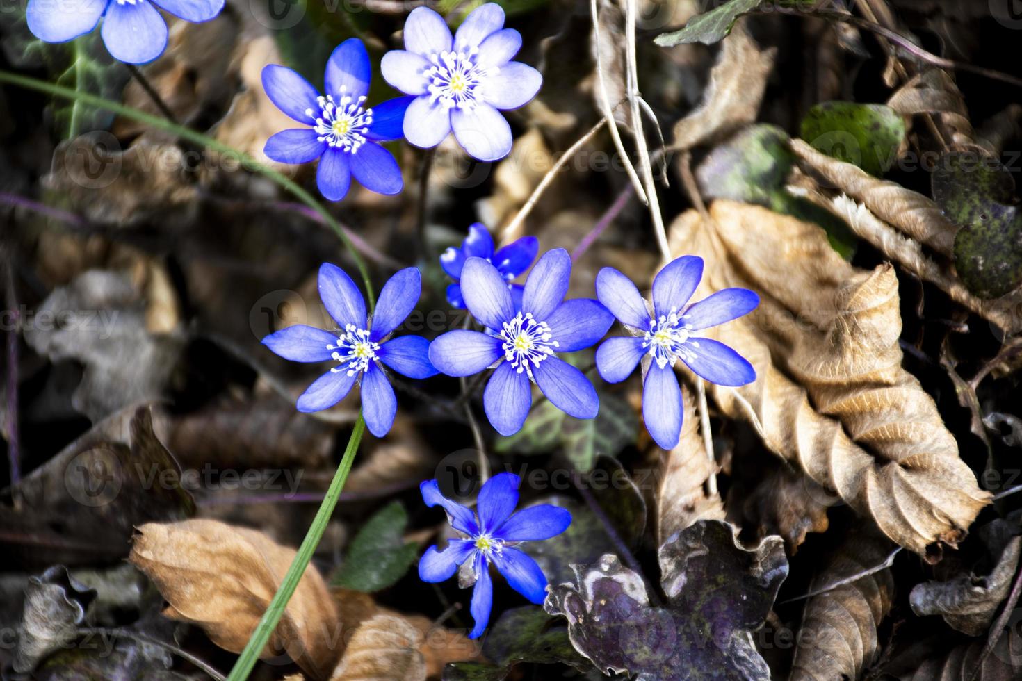 hepatica nobilis, hermosa flor de la maleza foto