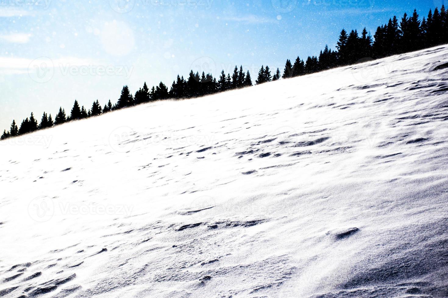 Pinos y nieve cerca de cima larici en la meseta de Asiago, Vicenza, Italia foto