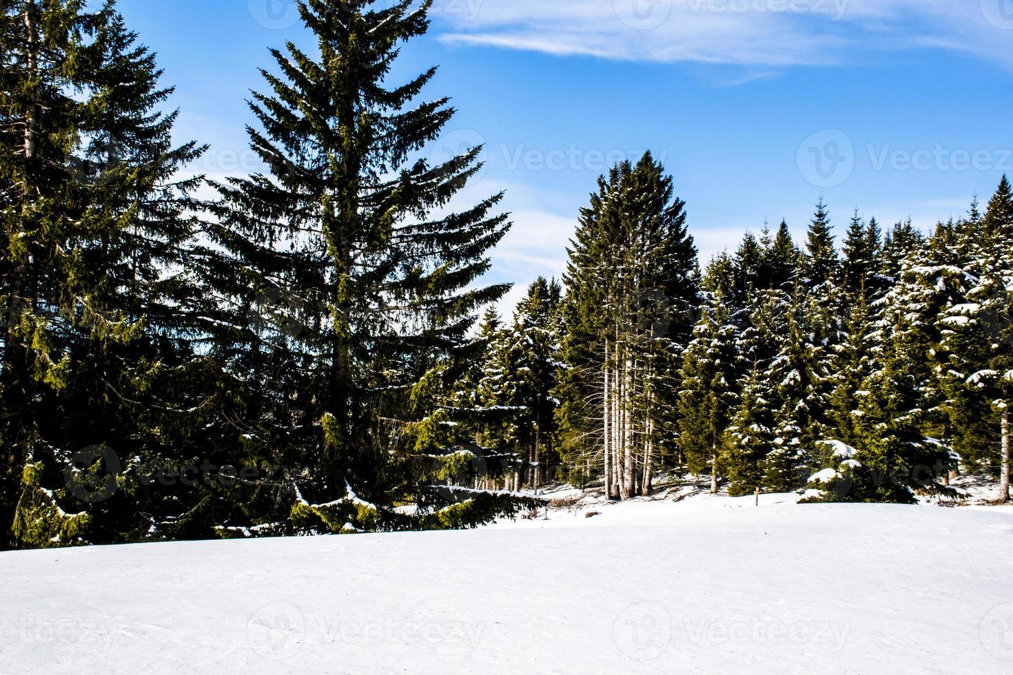 Pines and snow photo