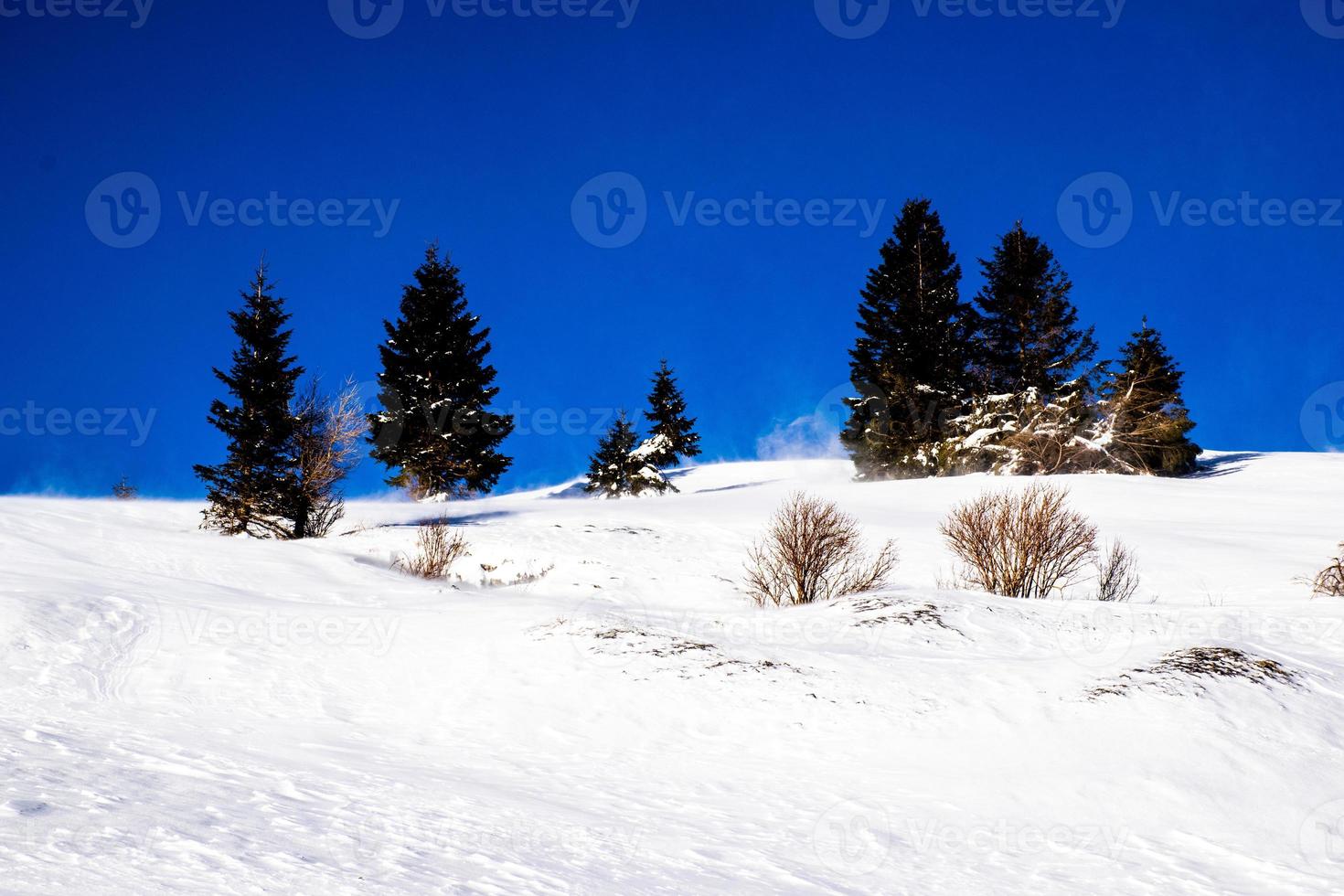 Pines and snow photo