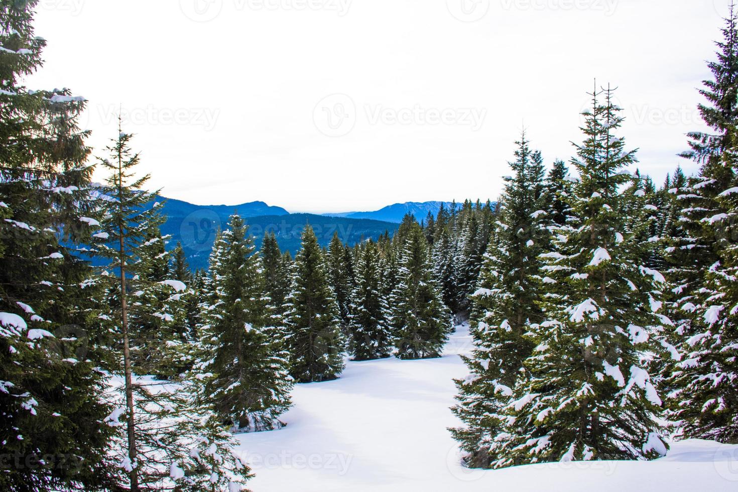 pinos y nieve foto
