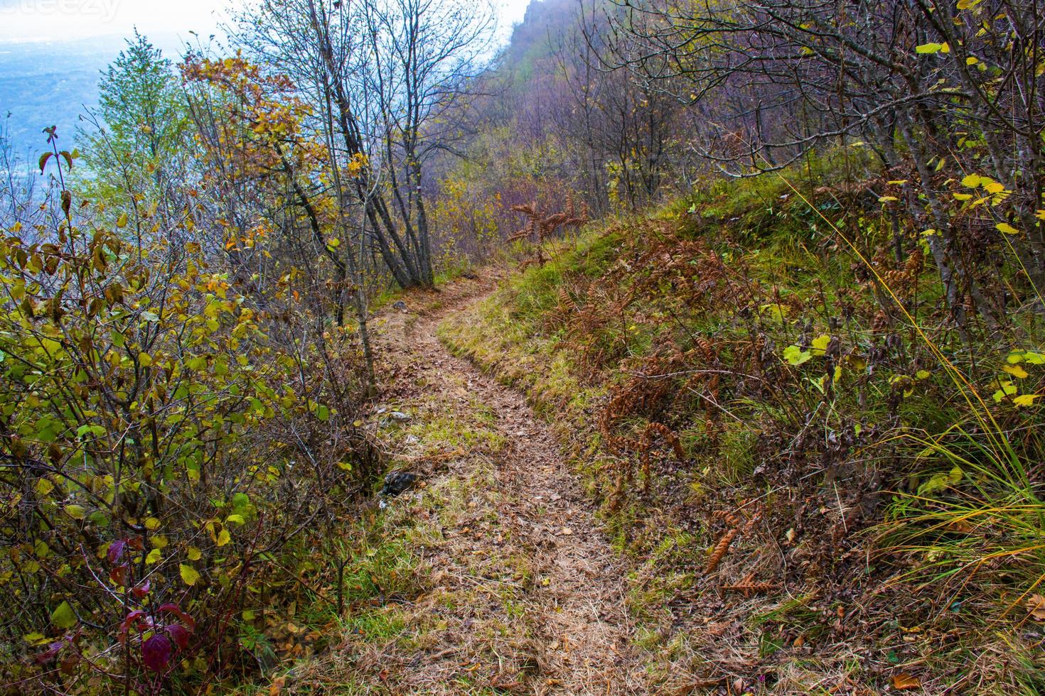 Path in the woods photo