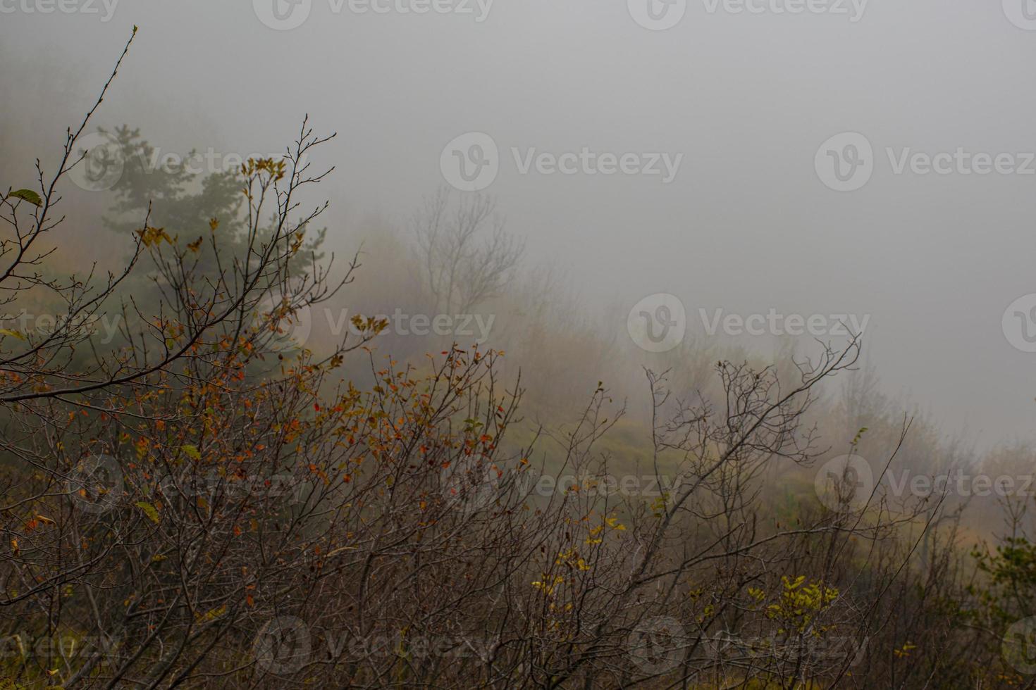 Niebla de noviembre en la provincia de Vicenza, Véneto, Italia foto