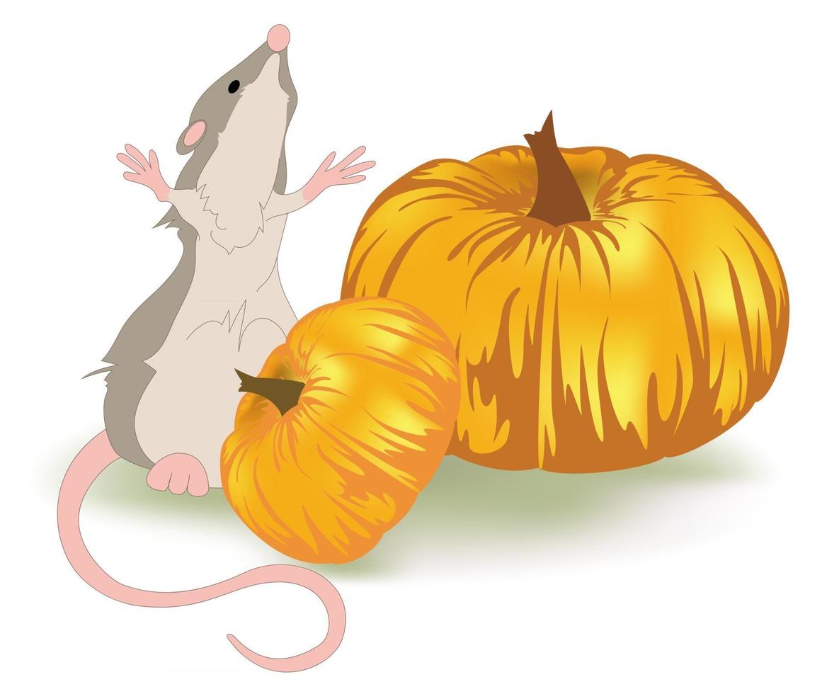 Vector image of a rat sitting near large pumpkins