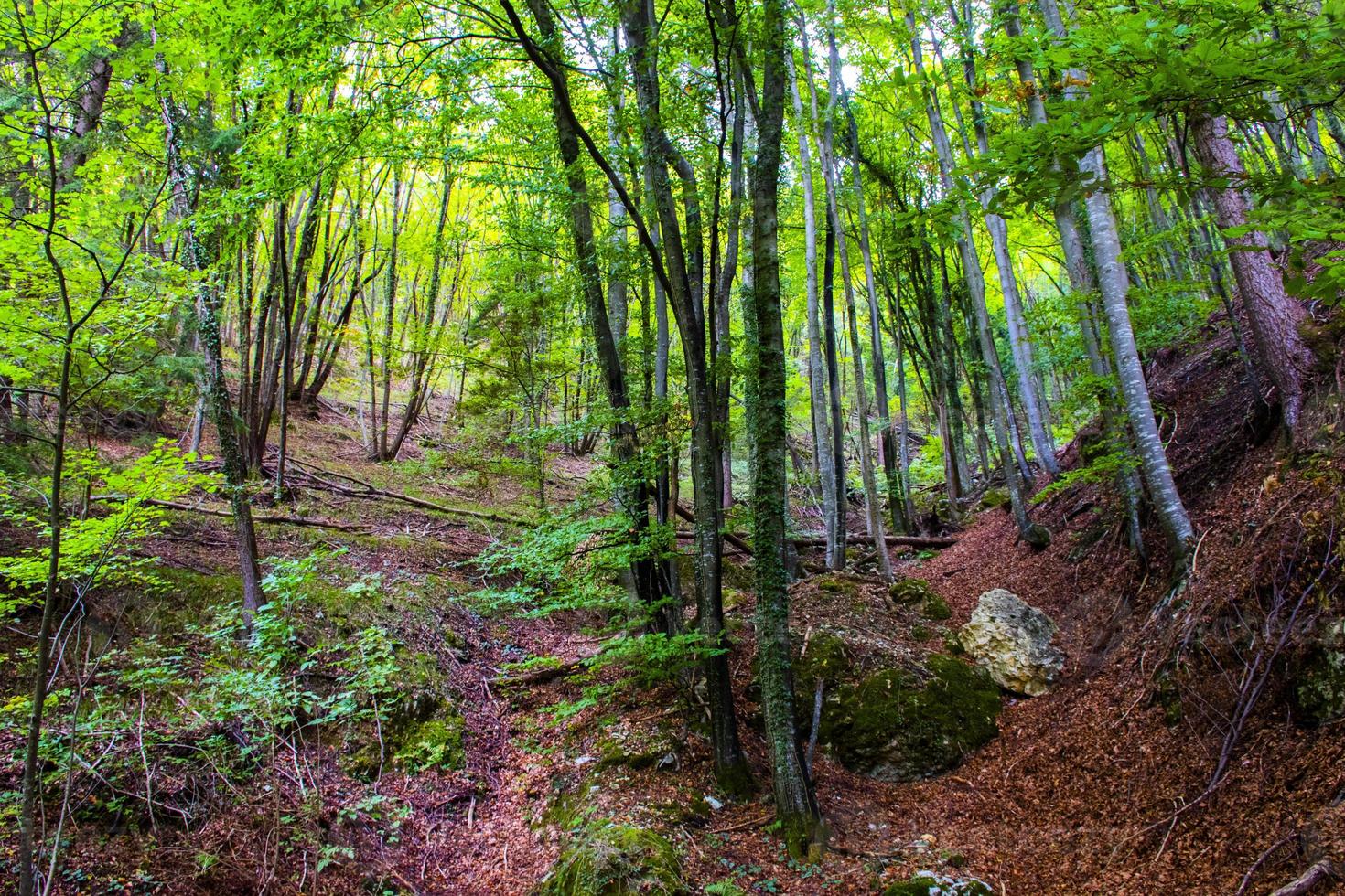 el bosque de arsiero cerca de vicenza, italia foto