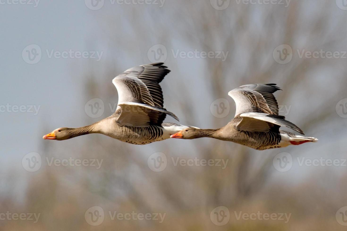 Two gray geese flying in a row in front of blue sky photo
